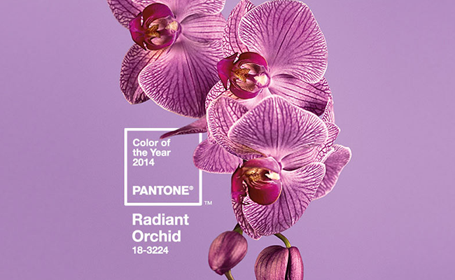 Orquídea Radiante: a cor oficial de 2014
